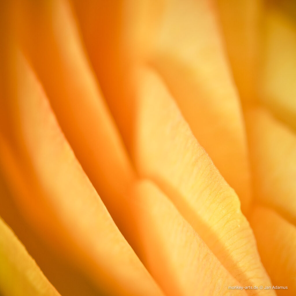 Gelbe Blüte in Nahaufnahme 